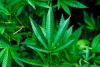 Cannabis al rescate del medio ambiente