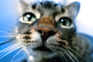 ¡Wow! Aseguran que la nariz de los gatos guarda un fascinante laboratorio químico