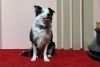 Oscar 2025: Conoce a las mascotas que han asistido a la ceremonia