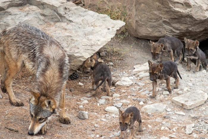 Nacen ocho cachorros de lobo gris mexicano en Saltillo