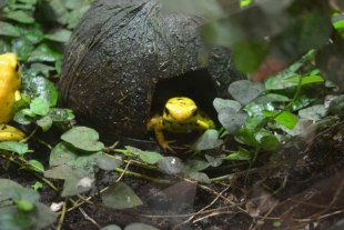 Animales que toman su veneno de otras especies