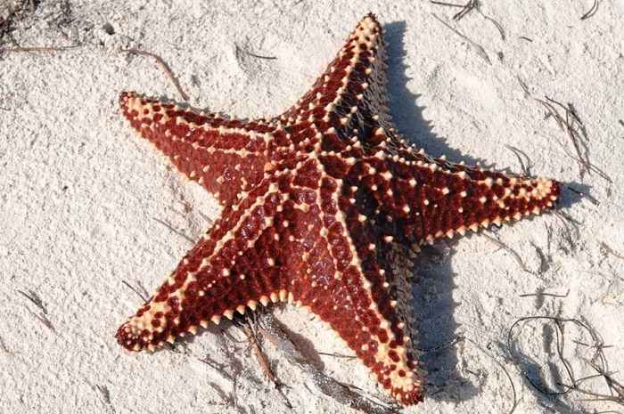 “Son simples cabezas arrastrándose”: científicos resuelven a las estrellas de mar