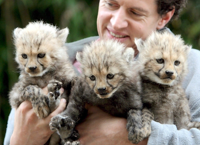 ¡Buenas noticias! Nacen 3 crías de guepardo iraní, especie en peligro de extinción