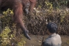Orangután le ofrece la mano a un hombre para ayudarlo