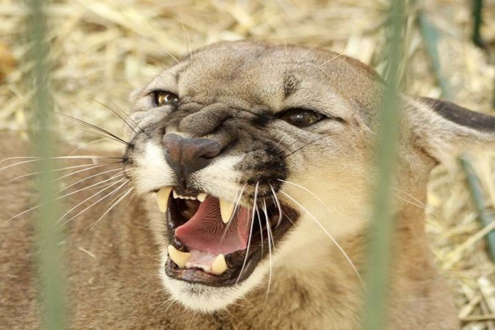 Pandemia y Cuarentena: los dos pumas recién nacidos en zoológico de Veracruz