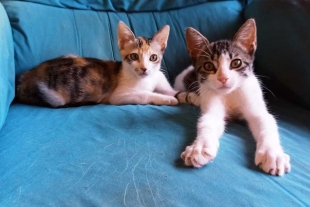 Estos animales resultan sencillos de tratar