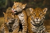 Buscan crear Santuario del Jaguar en Sierra Gorda de Querétaro