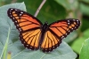¡Arriba la esperanza! Población de mariposa Monarca se ha duplicado en lo que va del 2025
