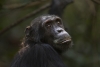 ¿Por qué los chimpancés africanos están cavando pozos en la selva?