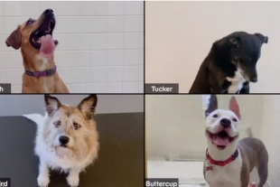 Presentan a perritos por videollamada para ser adoptados