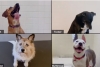 Presentan a perritos por videollamada para ser adoptados