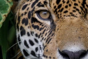 A nivel regional, un Plan de Acción para la Conservación del Jaguar, que será revelado de manera completa durante la próxima COP20
