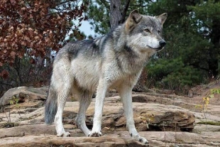 Se escapa un lobo de parque recreativo en Edomex