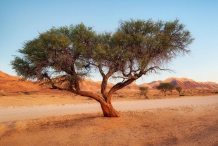 Descubren millones de árboles en el desierto del Sahara