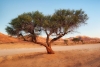Descubren millones de árboles en el desierto del Sahara