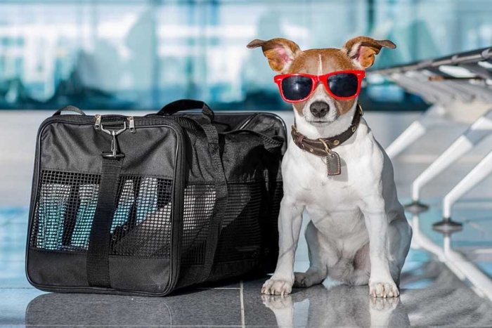 Aerolínea española se convierte en la primera en incluir menú para mascotas durante vuelos