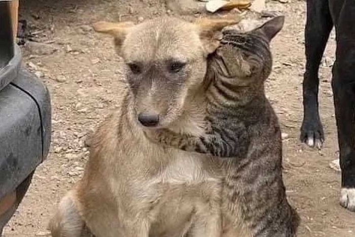 ¡Owww! Imagen de un perro y un gato abrazándose en Siria enternece las redes