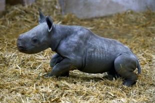 No todo está perdido: nace cría de rinoceronte negro en los Países Bajos