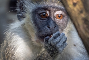 ¡En problemas! Neuralink es acusada de maltrato animal por muerte de monos