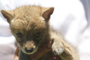 Rescatan tres cachorros de coyote de tubería en Guanajuato