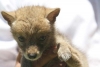 Rescatan tres cachorros de coyote de tubería en Guanajuato