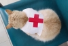 ¡Conócela! Gatita adoptada se convierte en elemento de la Cruz Roja Matamoros