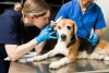 Deducir impuestos por servicios veterinarios, la nueva propuesta de diputados en México