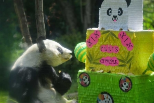 ¡Qué le muerda, qué le muerda! “Xin Xin”, la panda de Chapultepec, celebró 33 años