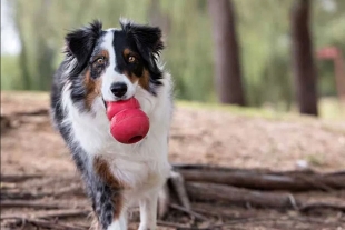 ¿Qué juguete Kong y qué relleno es el ideal para tu perro?