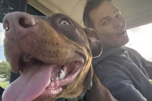 Brady explicó que “Junie”, mezcla de Pitbull, es resultado de un proceso de clonación en el cual se utilizó sangre recolectada de “Lua”