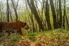 Un tigre de Amur se toma una selfie involuntaria