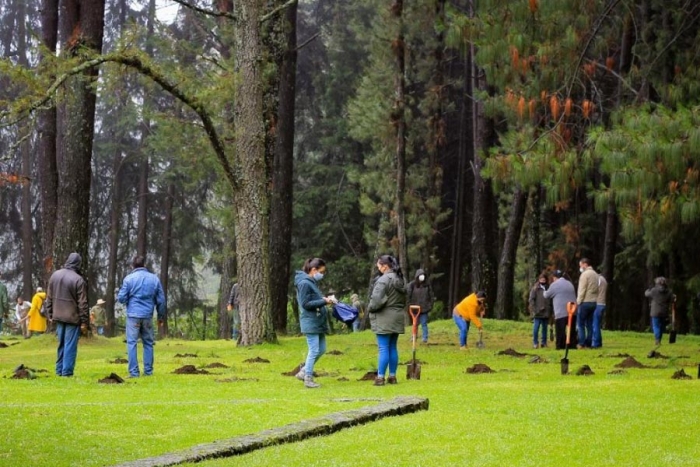 Campaña de reforestación reporta 3.5 millones de árboles plantados en el Edomex