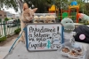 Venden cupcakes para salvar ojo de “Antonio”, un pequeño gato