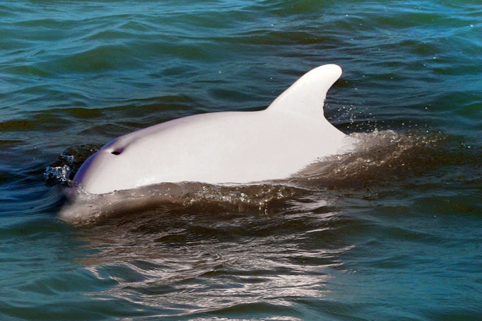 Delfines albinos regalan espectáculo a pescadores en Tailandia