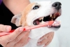 ¡Evita enfermedades! Aprende a lavar los dientes de tu mascota