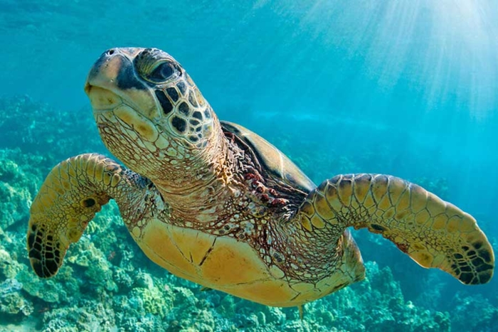Florida establece nueva marca de nidificación de tortugas marinas boba y verde