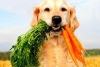 Mascotas vegetarianas, la nueva tendencia en internet