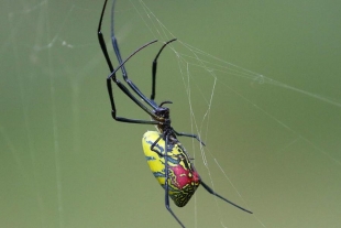 ¡Alerta! Una invasión de arañas gigantes azota el este de los Estados Unidos