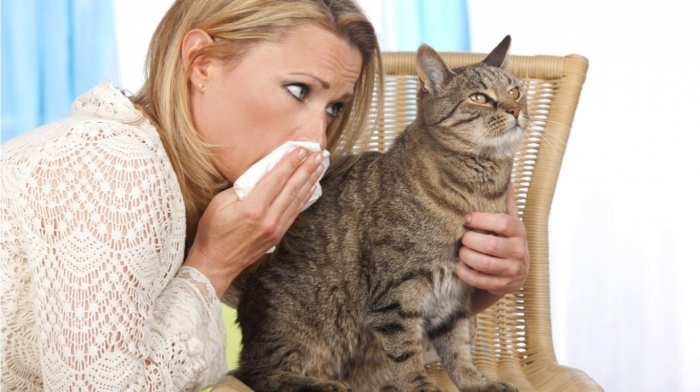 Por esta razón los gatos generan alergias