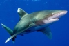 ¡27 mil 500 kilómetros! Registran el viaje más largo hecho por un tiburón sedoso
