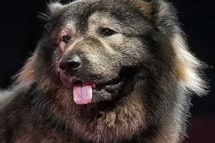 Los ejemplares de esta línea poseen un temperamento poco visto y cualidades que lo convierten en un excelente perro guardián