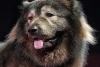 Una raza de élite: Criador paga más de 5 mdd por un cachorro de Cadabomb Okami