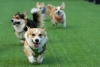 120 corgis se reunieron en Lituania con una sola meta: saber cuál era el más rápido