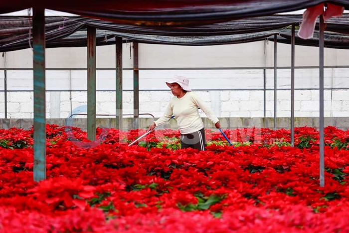 Se consolida el Edoméx, como uno de los principales productores de Flor de Nochebuena