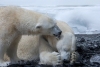Osos polares podrían extinguirse antes del 2100 por causa del calentamiento global