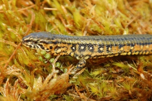 Reserva natural de Perú celebra 20 años con el descubrimiento de una especie de lagartija