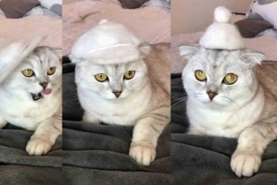Conoce a Sonya, la gatita tiktoker famosa por sus sombreros de pelo