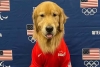 Por logística, perro de apoyo emocional de gimnastas estadounidenses no asiste a París 2024
