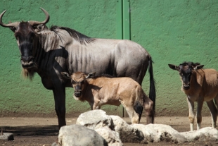 Nacen crías de Ñu en zoo de Nezahualcóyotl