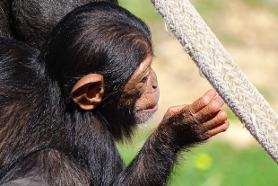 Los chimpancés jóvenes muestran una flexibilidad vocal similar a los bebés humanos